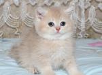 Bee - British Shorthair Cat For Sale - NY, US