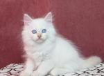 Mozart - Siberian Cat For Sale - Norwalk, CT, US