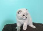 Marshmallow - Scottish Fold Cat For Sale - Croydon, PA, US
