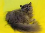 Ace - Persian Cat For Sale - 