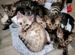 Luna's litter - Bengal Cat For Sale - Tenino, WA, US