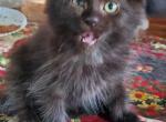 Arthur - Maine Coon Kitten For Sale - Van Horne, IA, US