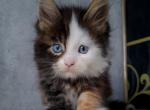 Jessica Polydactyl - Maine Coon Cat For Sale - Norwalk, CT, US