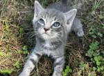 Chirithy - American Shorthair Cat For Sale - Columbus, GA, US