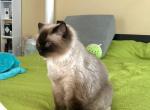 Cute Kitty Tibby - Ragdoll Cat For Sale - West Springfield, MA, US