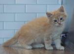 Edinburgh CFA certified - Siberian Cat For Sale - Ashburn, VA, US