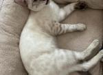 White bengal lynx  and brown tabby males - Bengal Cat For Sale - Attleboro, MA, US