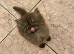 Rare Colored Tabby and Smoke Persian Kittens - Persian Cat For Adoption - Las Vegas, NV, US