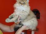 Puff - Scottish Straight Kitten For Sale - Levittown, PA, US