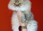 Onyx - Scottish Fold Kitten For Sale - Levittown, PA, US