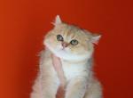 Pixie - Scottish Straight Cat For Sale - Levittown, PA, US