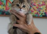 Salvio - Scottish Fold Cat For Sale - Levittown, PA, US