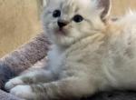 Lynx 2 - Ragdoll Kitten For Sale - San Diego, CA, US