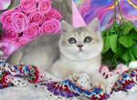 Janet - British Shorthair Cat For Sale - Brooklyn, NY, US