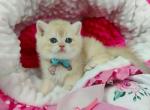 Hilton - British Shorthair Cat For Sale - Brooklyn, NY, US