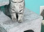 Maisey - Scottish Fold Cat For Sale - Croydon, PA, US