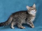 BAYKAL IZ TVERSKOGO KNYAZHESTVA - Siberian Cat For Sale - NY, US