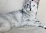 Sephora lady - Maine Coon Cat For Sale - Daphne, AL, US