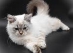 Siberian kitten Male Tica - Siberian Cat For Sale - White Plains, NY, US