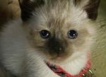 B girl - Siamese Cat For Sale - Catasauqua, PA, US