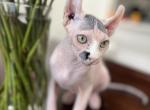 Leo - Sphynx Kitten For Sale - Vernon Hills, IL, US