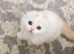 J J - Scottish Fold Cat For Sale - Fontana, CA, US