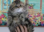 Sergio - Scottish Fold Kitten For Sale - Levittown, PA, US