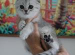 Snoopy - Scottish Fold Cat For Sale - Levittown, PA, US