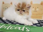 Sybilcats - Persian Cat For Sale - Saylorsburg, PA, US