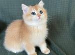 Washington - British Shorthair Cat For Sale - Portland, OR, US