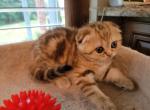 Julia - Scottish Fold Cat For Sale - Philadelphia, PA, US