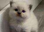Ragdoll babies - Ragdoll Kitten For Sale - Jacksonville, FL, US