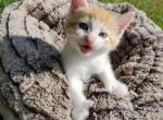 Misty - Domestic Kitten For Sale - West Springfield, MA, US