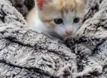 Chip - Domestic Cat For Sale - West Springfield, MA, US