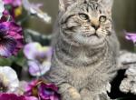 McGee - Minuet Cat For Sale - West Branch, MI, US