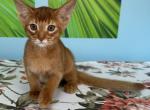 Honda - Abyssinian Cat For Sale - Odesa, Odessa Oblast, UA