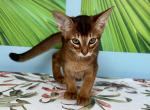 Hanna - Abyssinian Cat For Sale - Odesa, Odessa Oblast, UA