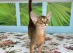 Fantastic - Abyssinian Cat For Sale - Odesa, Odessa Oblast, UA