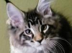 Purfect Angels - Maine Coon Cat For Sale - San Marcos, TX, US