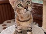 Sammy - Bengal Cat For Sale - Macon, MO, US