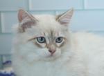 Aegon CFA certified - Siberian Cat For Sale - Ashburn, VA, US