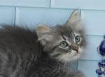 Estonia CFA certified - Siberian Cat For Sale - Ashburn, VA, US