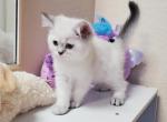 Scottish Straight male - Scottish Straight Cat For Sale - Parkland, FL, US