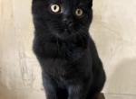 Black scottish straight kitten - Scottish Straight Cat For Sale - Arvada, CO, US