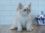 Dresden CFA certified - Siberian Cat For Sale - Ashburn, VA, US