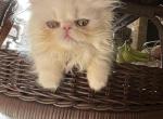 Bianca - Persian Cat For Sale - Houston, TX, US