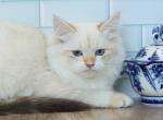 Utah of Romanov Dynasty - Siberian Cat For Sale - Ashburn, VA, US