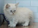 Edessa CFA certified - Siberian Cat For Sale - Ashburn, VA, US