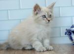 Cornelius CFA certified - Siberian Kitten For Sale - Ashburn, VA, US