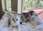 Gorgeous White & Silver Scottish Straight Kitten - Scottish Straight Cat For Sale - Los Angeles, CA, US